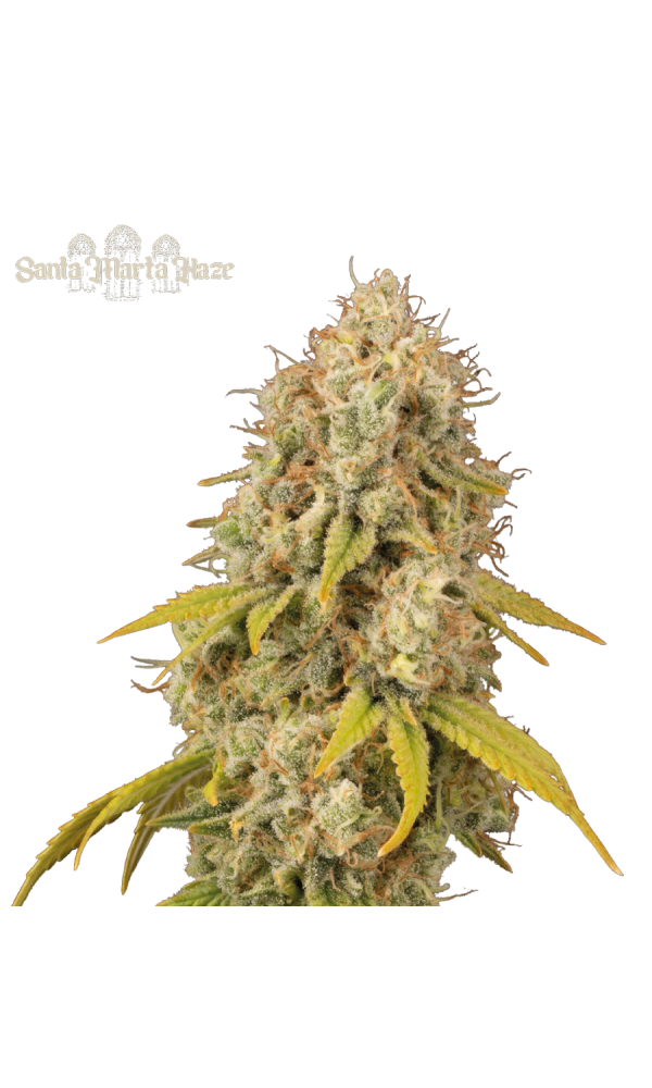 Santa Marta Haze von Seedstockers