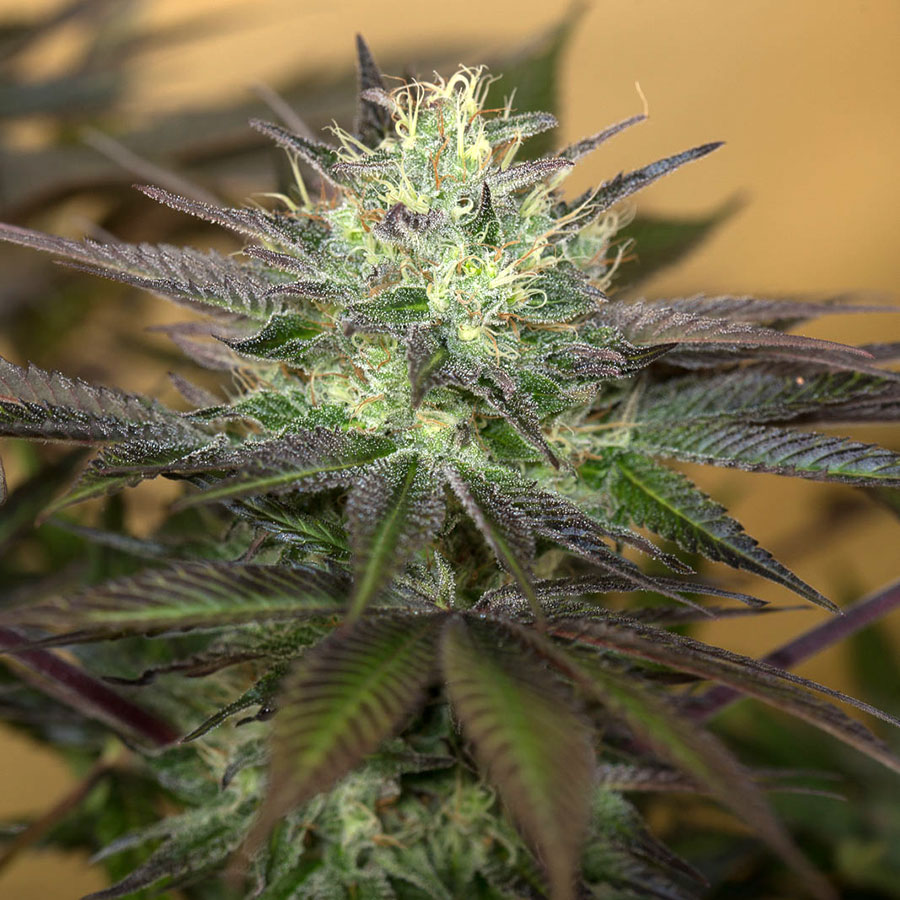 Sapphire OG von Humboldt Seed Organisation