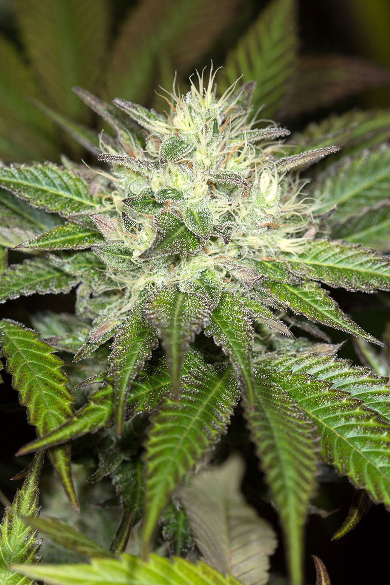 Sapphire OG von Humboldt Seed Organisation