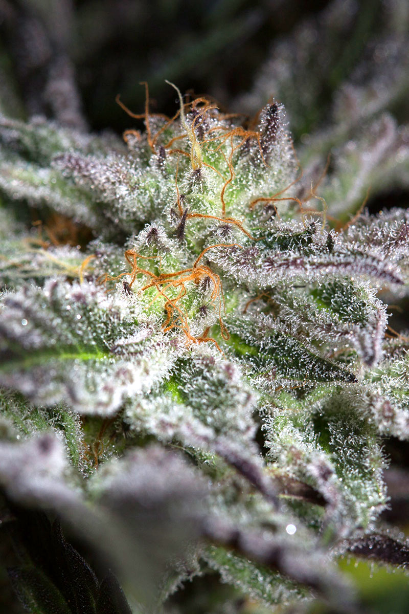 Sapphire OG von Humboldt Seed Organisation
