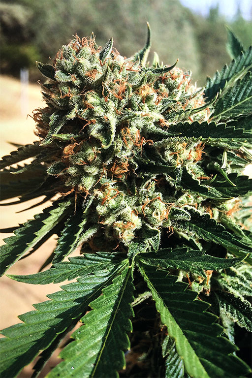 Sapphire OG von Humboldt Seed Organisation