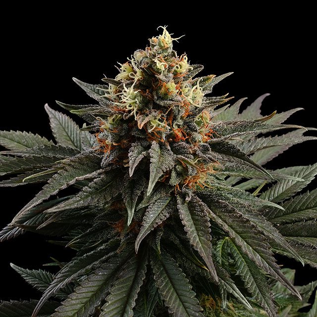 Sativa Dream von Kannabia Seed Company