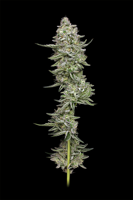 Slightly Stoopid Collie Man Kush von Humboldt Seed Company
