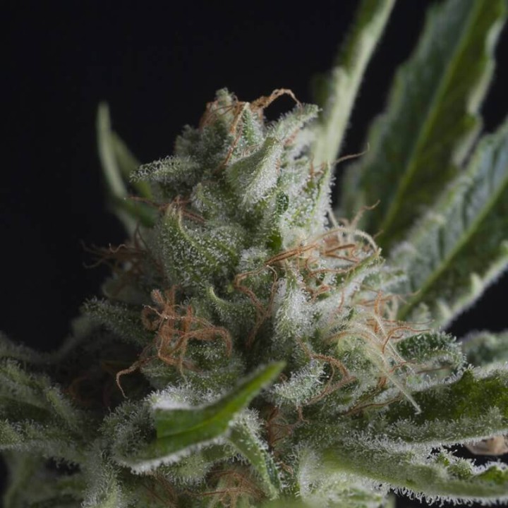 Shark CBD Pyramid Seeds