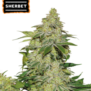 Sherbet Auto von Seedstockers