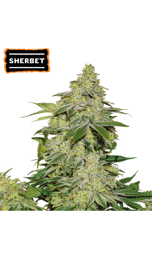 Sherbet Auto von Seedstockers