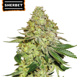 Sherbet von Seedstockers