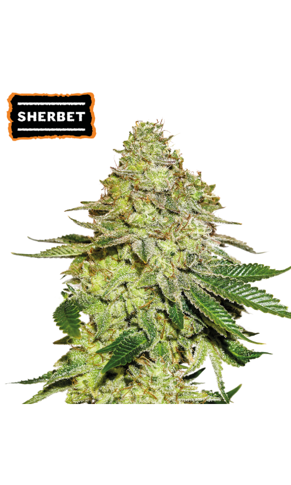 Sherbet von Seedstockers