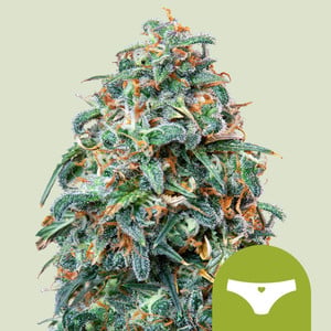 Sherbet Queen Auto von Royal Queen Seeds