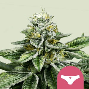 Sherbet Queen von Royal Queen Seeds