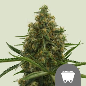 Shining Silver Haze Regular von Royal Queen Seeds