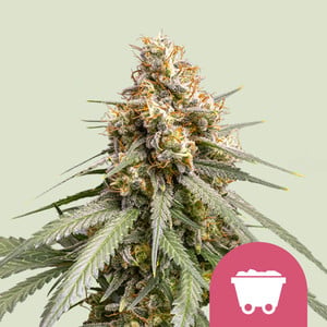 Shining Silver Haze von Royal Queen Seeds