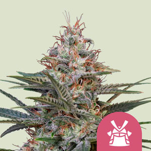 Shogun von Royal Queen Seeds