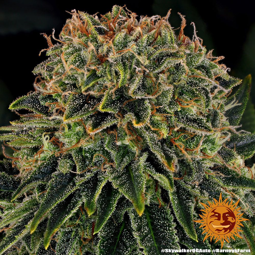 Skywalker OG Auto Barney's Farm