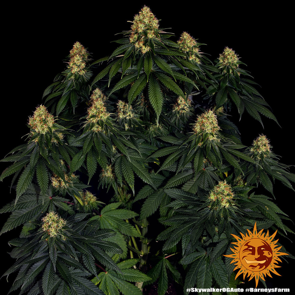 Skywalker OG Auto Barney's Farm