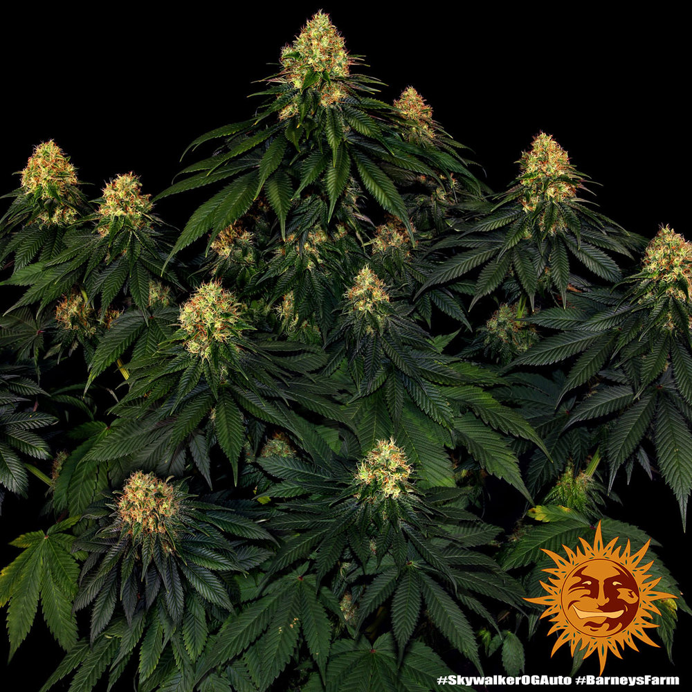 Skywalker OG Auto Barney's Farm
