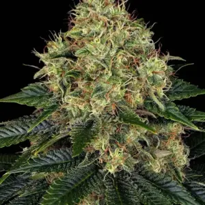 Skywalker OG Auto Barney's Farm
