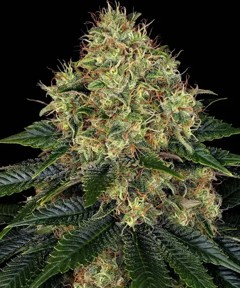 Skywalker OG Auto Barney's Farm