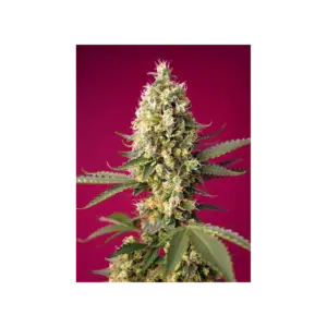 Skywalker OG Runtz XL Auto von Sweet Seeds