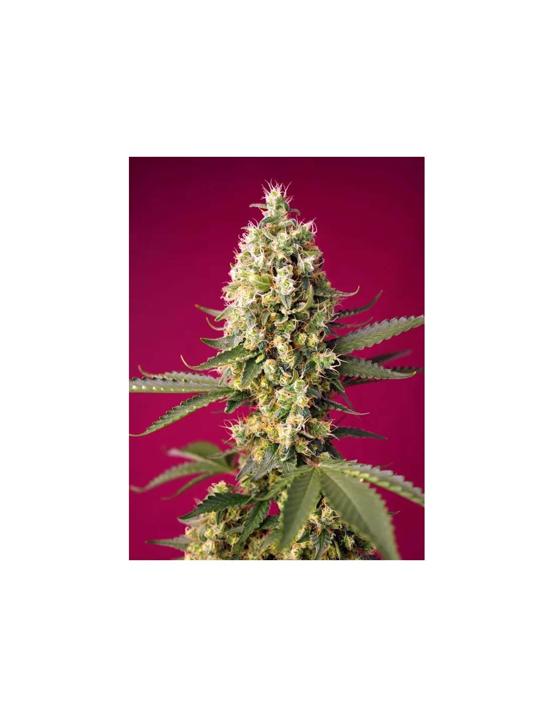 Skywalker OG Runtz XL Auto von Sweet Seeds
