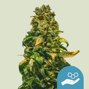 Solomatic CBD von Royal Queen Seeds