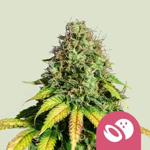 Somango XL von Royal Queen Seeds