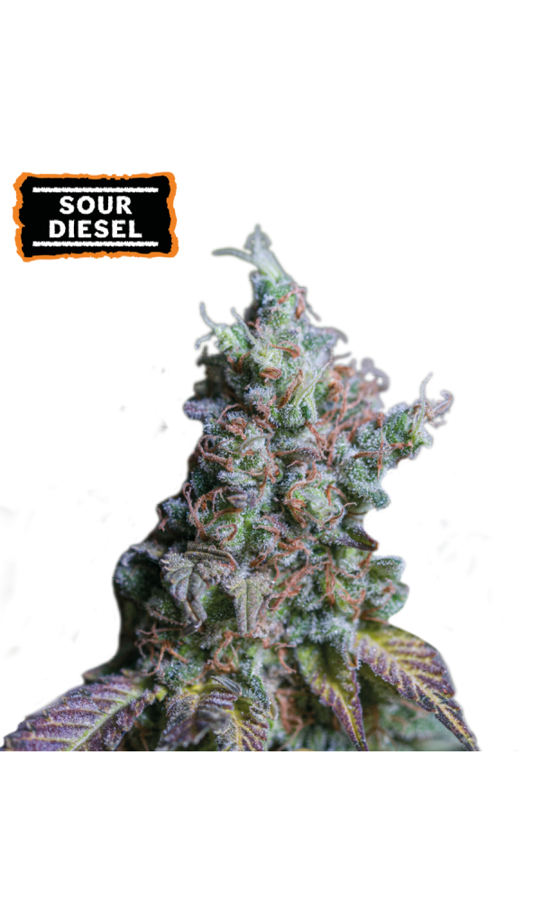 Sour Diesel Auto von Seedstockers