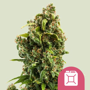 Sour Diesel von Royal Queen Seeds