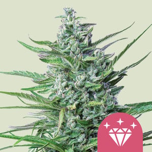 Special Kush 1 von Royal Queen Seeds