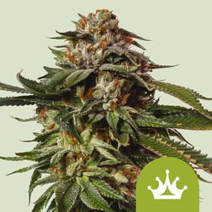 Special Queen 1 Auto von Royal Queen Seeds