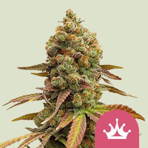 Special Queen 1 1 St. Royal Queen Seeds