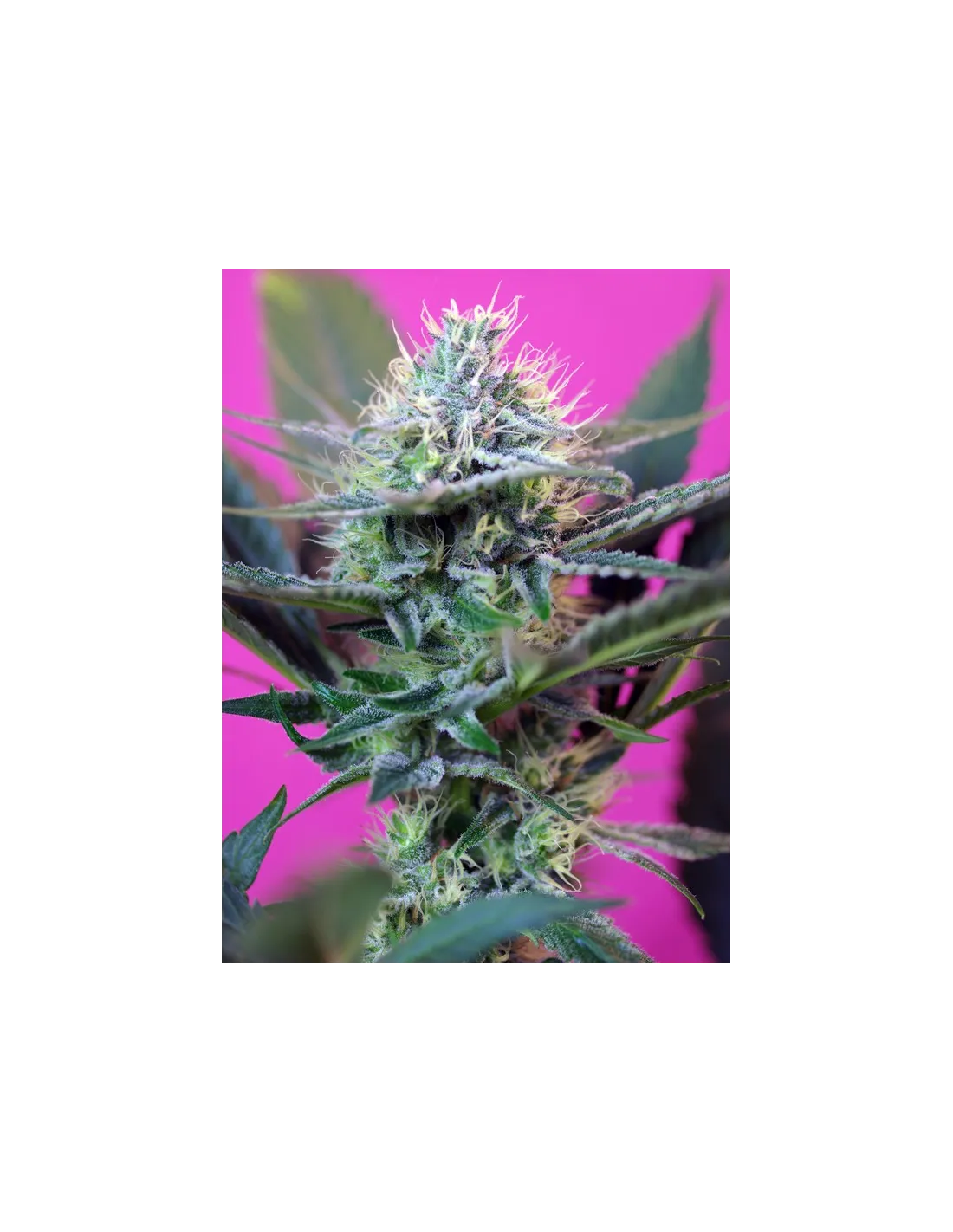 +Speed Auto von Sweet Seeds