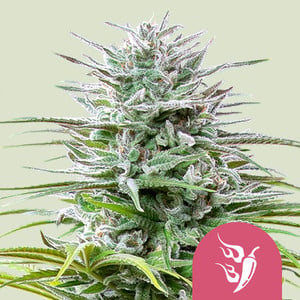 Speedy Chile (Fast Flowering) von Royal Queen Seeds