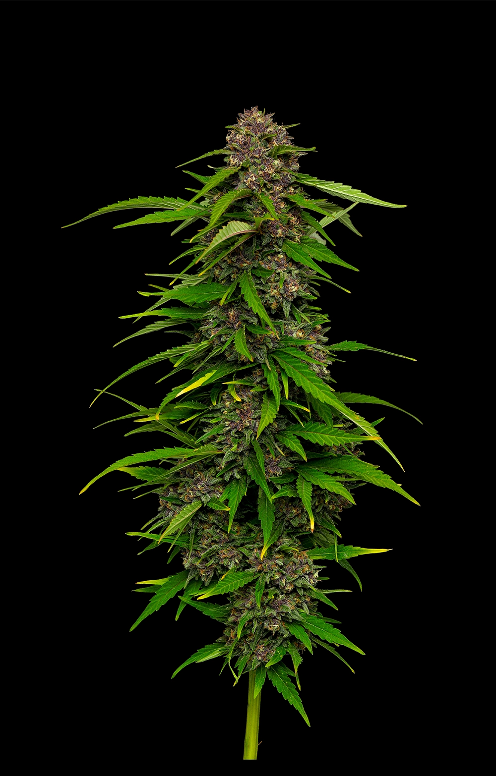 Squirt Auto 3 St. Humboldt Seed Company
