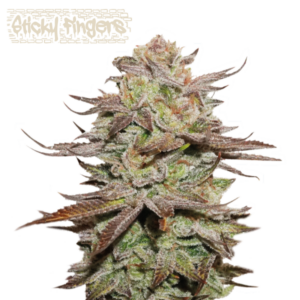 Sticky Fingers Auto von Seedstockers
