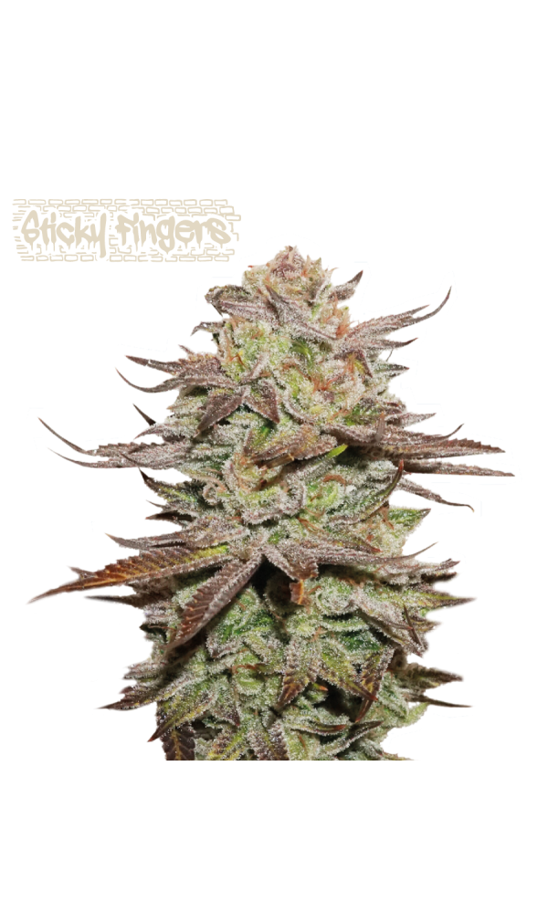 Sticky Fingers Auto von Seedstockers