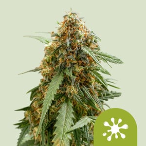 Sticky Queen Auto von Royal Queen Seeds