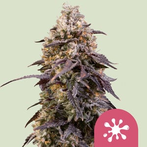 Sticky Queen von Royal Queen Seeds