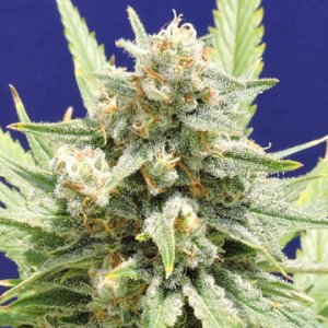 Stinkin' Bishop Original Sensible Seeds