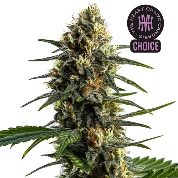 Stoned Panda HMC Edition Blimburn Seeds