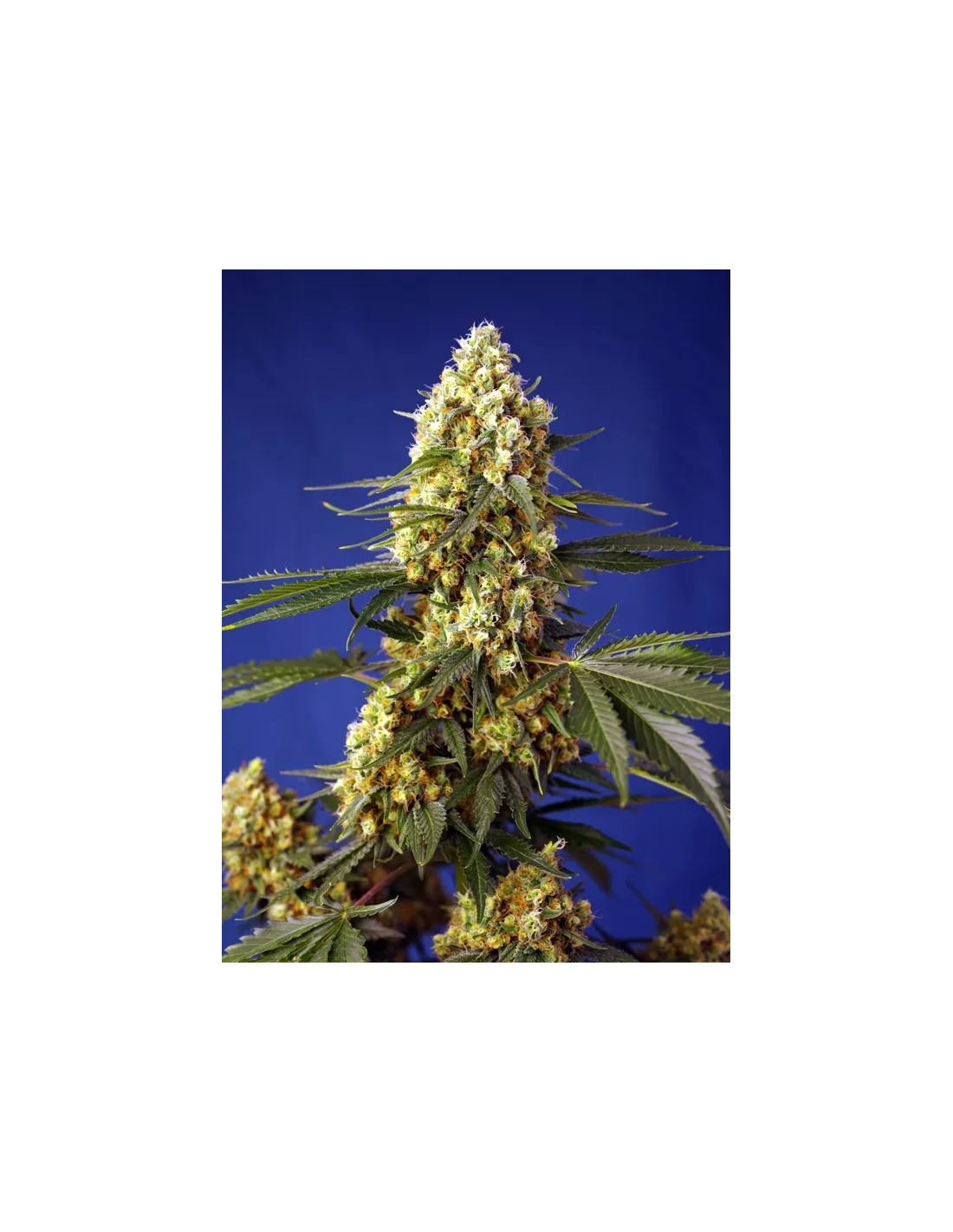 Strawberry Banana Gelato XL Auto 100 St. Sweet Seeds