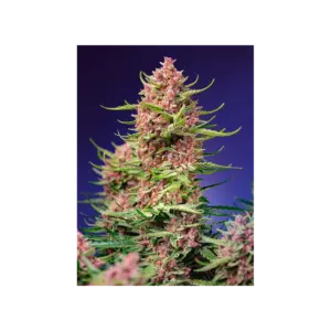 Strawberry Cola Sherbet F1 Fast Version von Sweet Seeds
