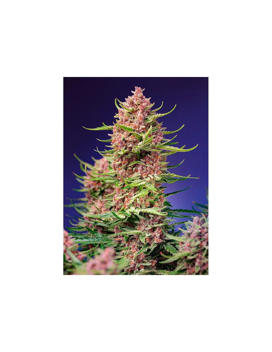 Strawberry Cola Sherbet F1 Fast Version von Sweet Seeds
