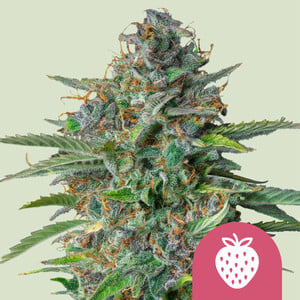 Strawberry Cough von Royal Queen Seeds