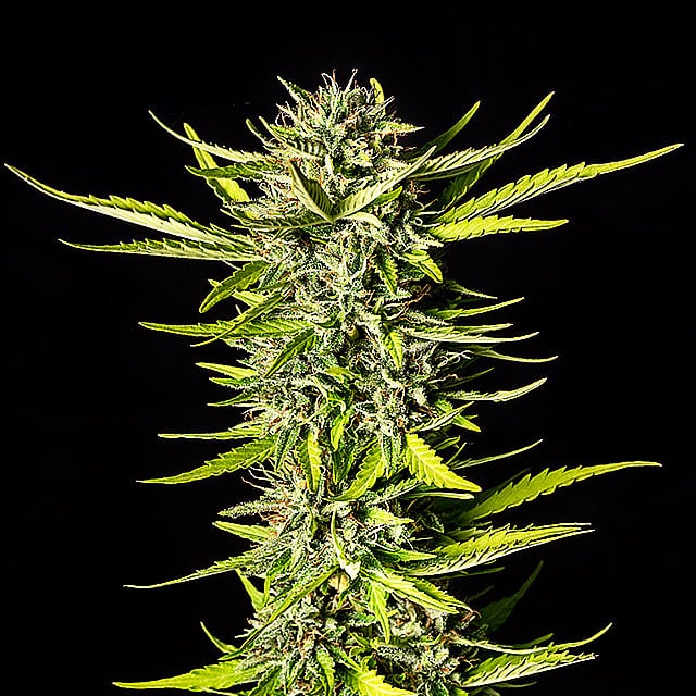 Strawberry Haze Auto von Kannabia Seed Company