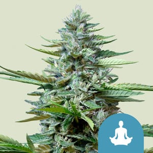 Stress Killer Automatic CBD von Royal Queen Seeds