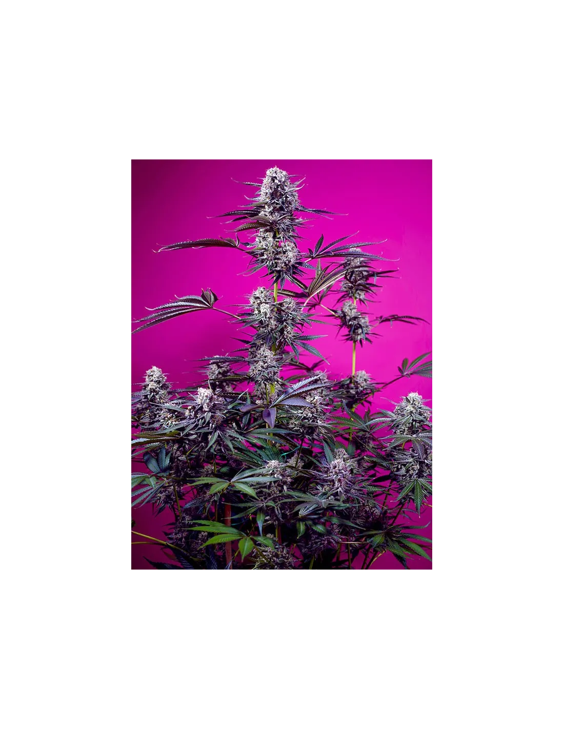 Studio 54 Stardust Auto von Sweet Seeds