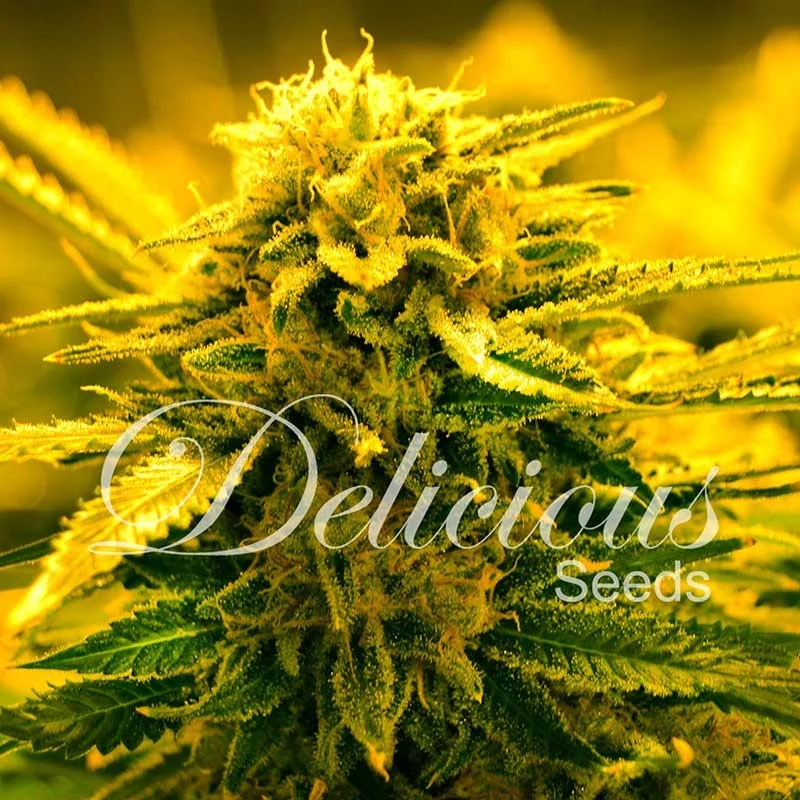 Sugar Black Rose Auto von Delicious Seeds