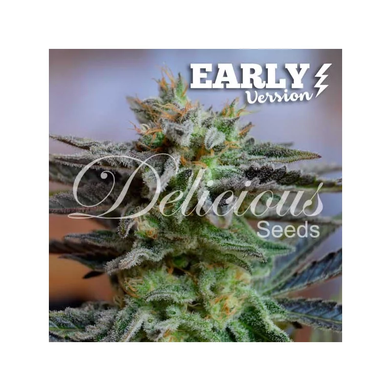 Sugar Black Rose Early Version von Delicious Seeds