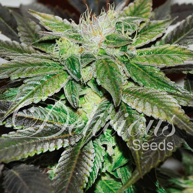 Sugar Candy von Delicious Seeds